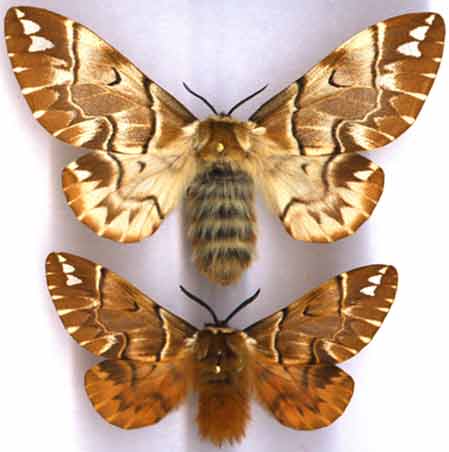 http://www.gorodinski.ru/lepidoptera/Endromis  versicolora.jpg
